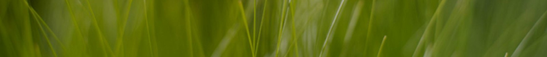 cropped-grass.jpg